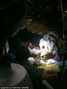 虎口拔牙图片,摄影师捕捉虎口拔牙惊心动魄一幕