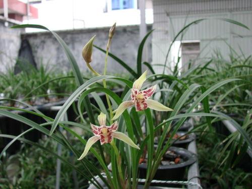 美人兰图片,绽放东方的优雅之花