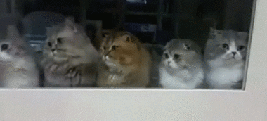 发威图片,力量与勇气的完美展现